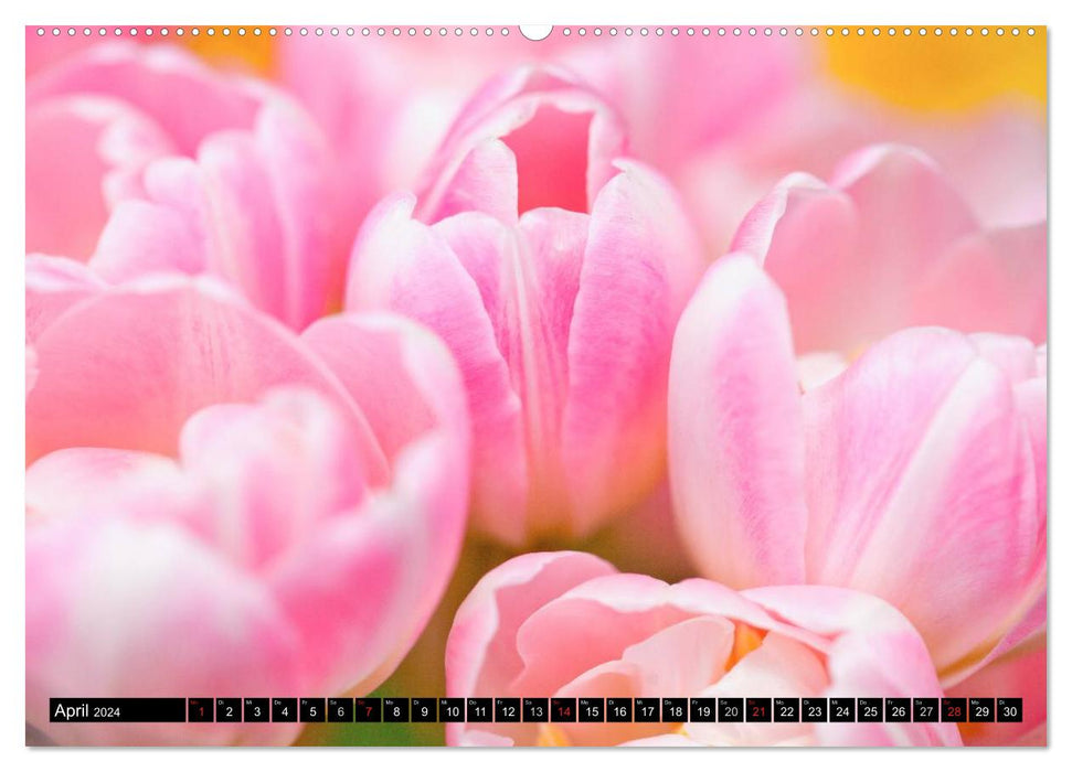 BLUMEN Prachtvoller Blütenzauber (CALVENDO Premium Wandkalender 2024)