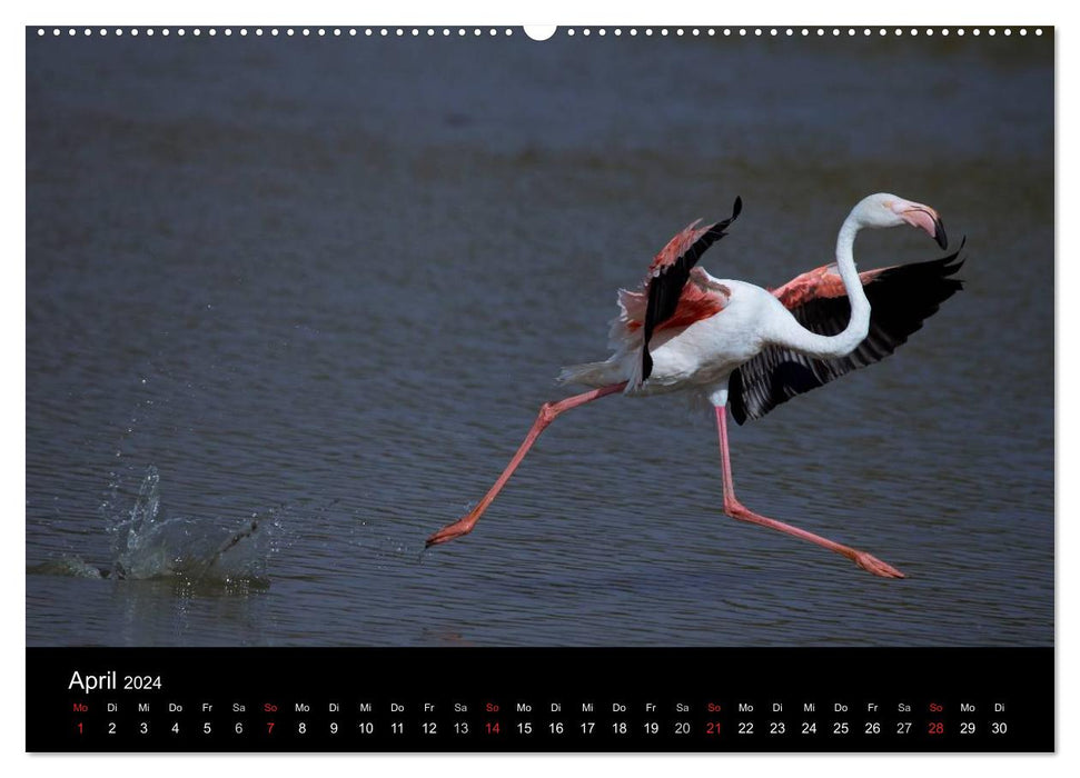 Flamants roses de Camargue 2024 (Calendrier mural CALVENDO 2024) 