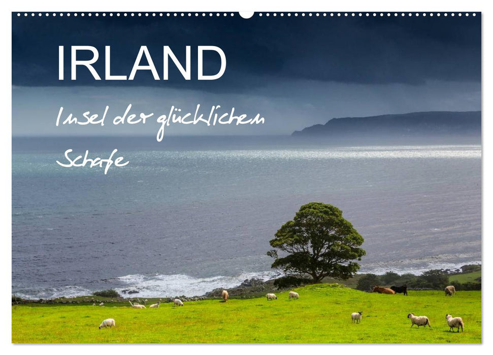 IRELAND - Island of the Happy Sheep (CALVENDO Wall Calendar 2024) 