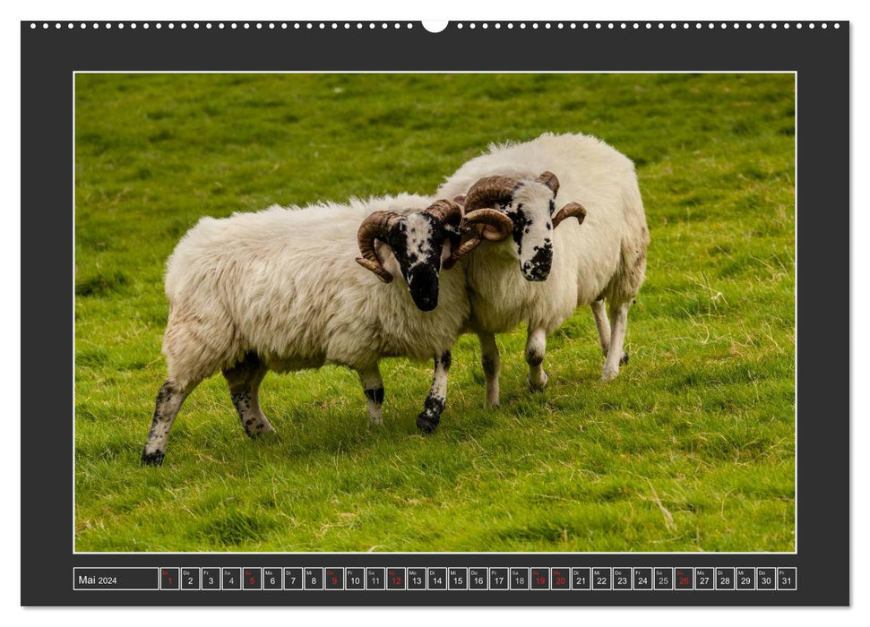 IRLANDE - Île du mouton heureux (Calendrier mural CALVENDO 2024) 