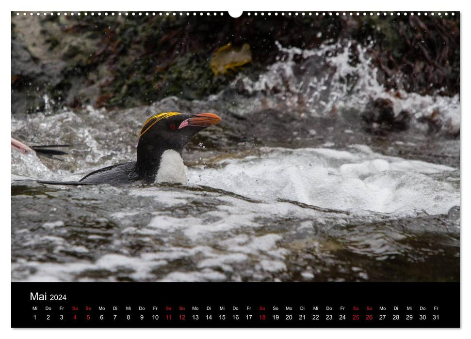 Pinguine - sympathische Frackträger im eisigen Süden (CALVENDO Premium Wandkalender 2024)