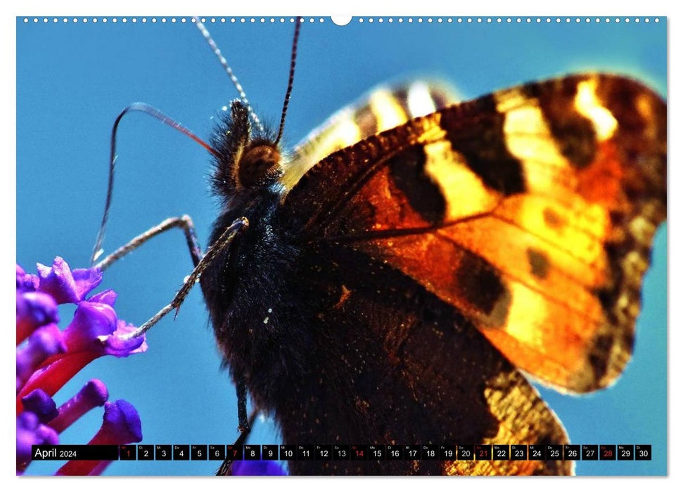 Schmetterlinge ganz nah (CALVENDO Premium Wandkalender 2024)