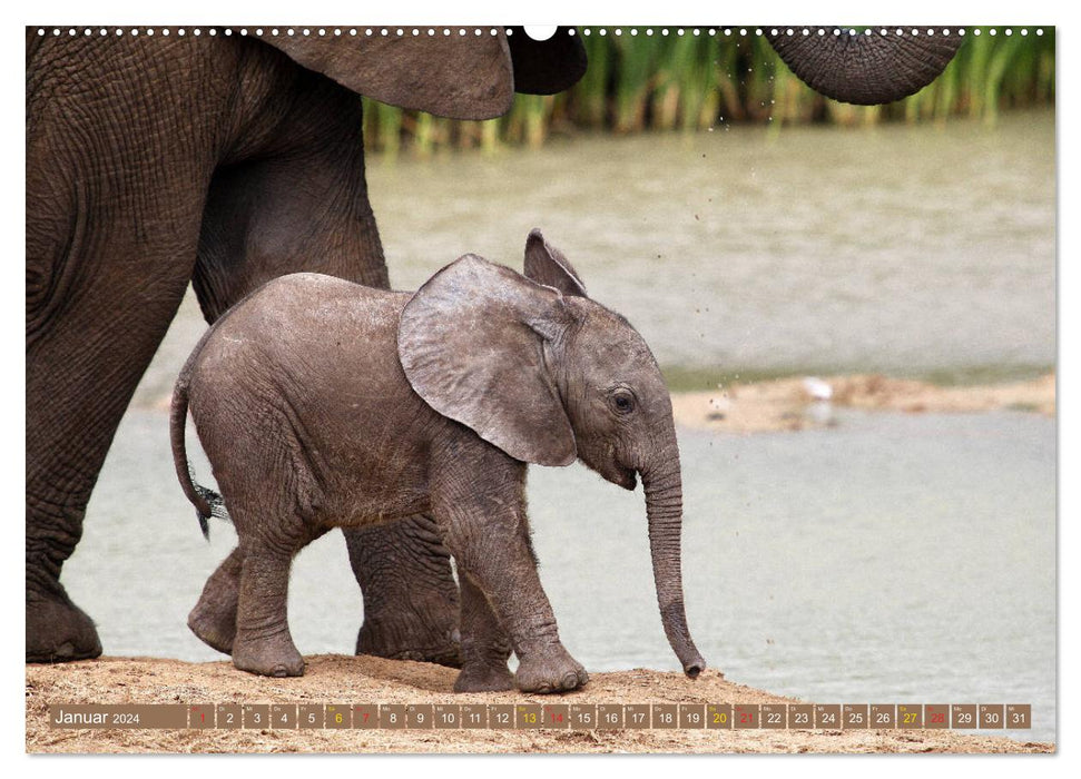 Wildes Kinderzimmer - Tierkinder in Afrika (CALVENDO Premium Wandkalender 2024)