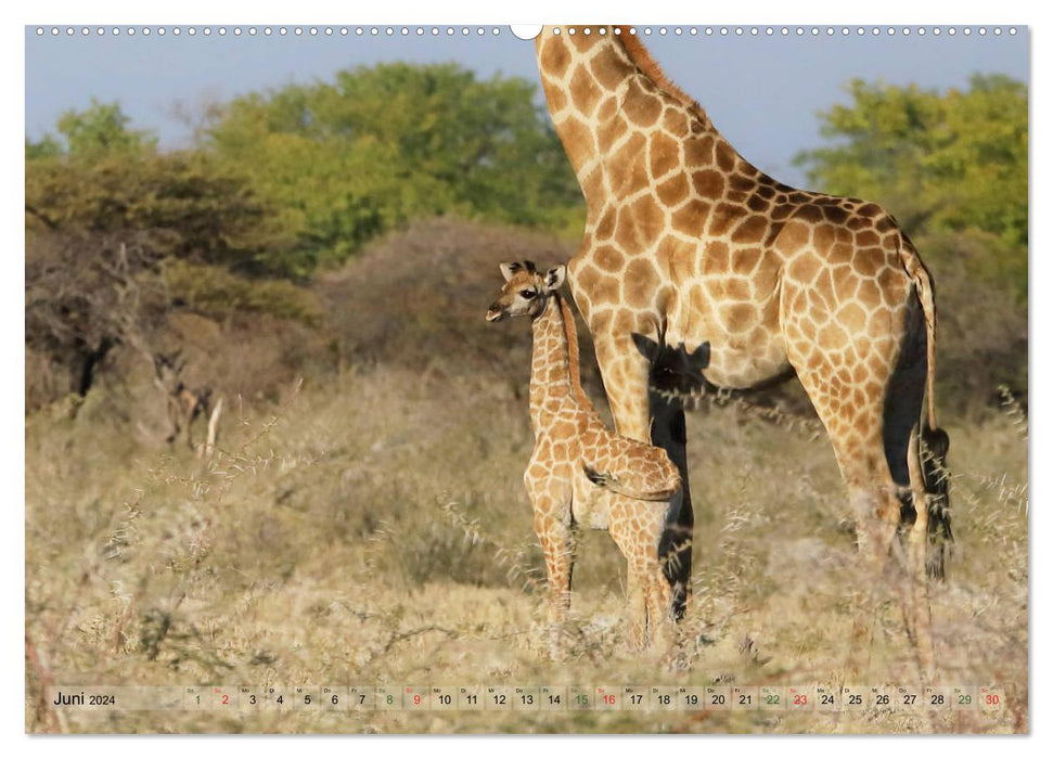 Wildes Kinderzimmer - Tierkinder in Afrika (CALVENDO Premium Wandkalender 2024)