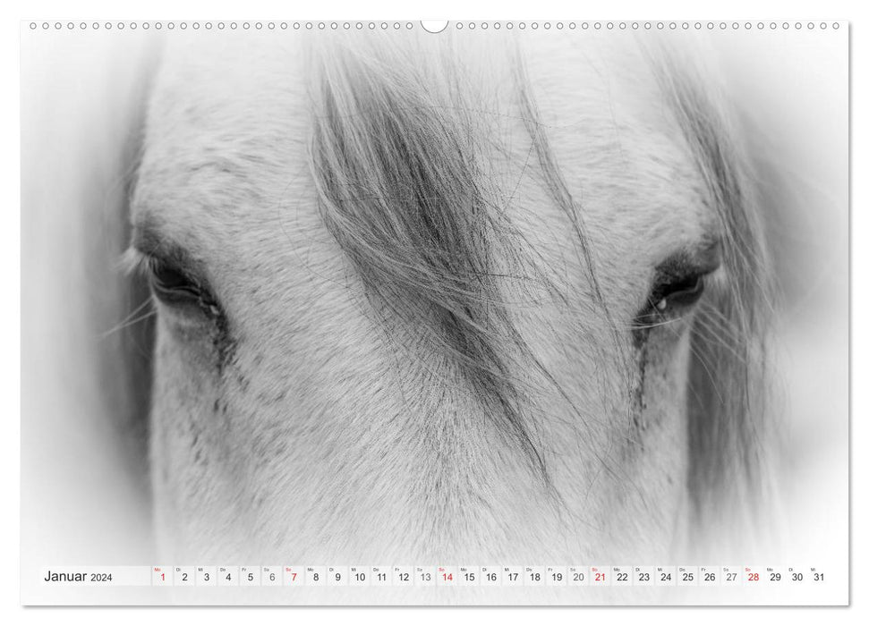 Moments d'émotion : Chevaux blancs en noir et blanc. (Calendrier mural CALVENDO Premium 2024) 