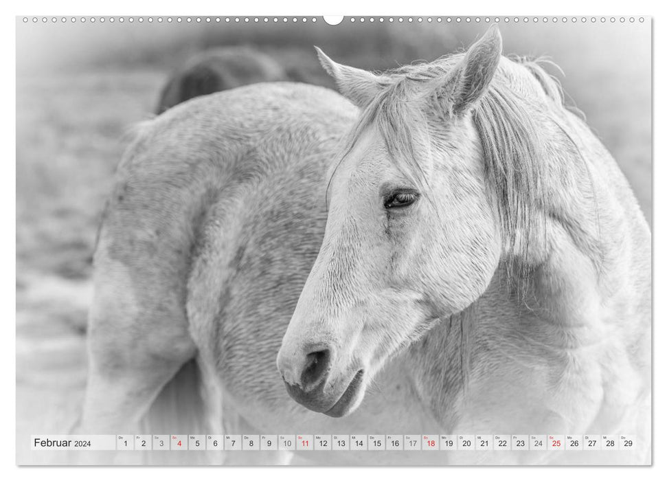 Moments d'émotion : Chevaux blancs en noir et blanc. (Calendrier mural CALVENDO Premium 2024) 