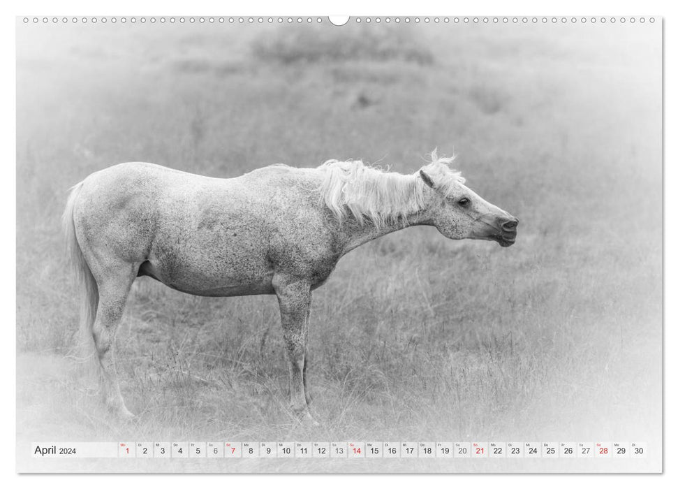 Moments d'émotion : Chevaux blancs en noir et blanc. (Calendrier mural CALVENDO Premium 2024) 