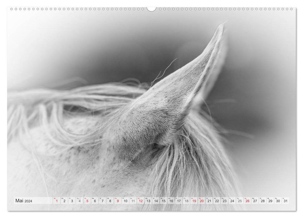 Moments d'émotion : Chevaux blancs en noir et blanc. (Calendrier mural CALVENDO Premium 2024) 