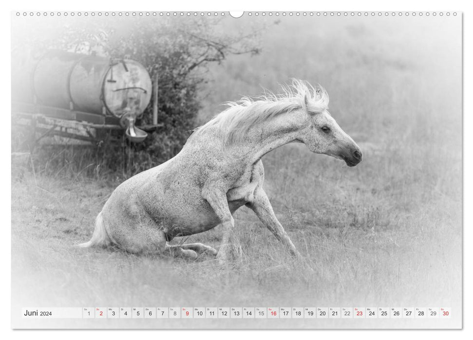 Moments d'émotion : Chevaux blancs en noir et blanc. (Calendrier mural CALVENDO Premium 2024) 