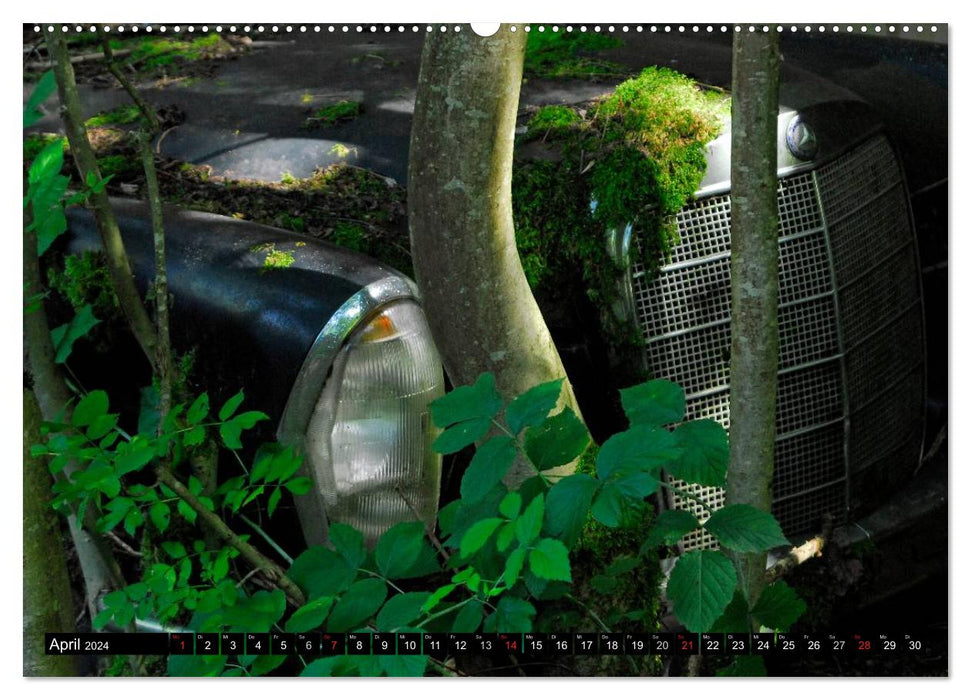 Épaves de voiture - l'amour qui rouille (Calvendo Premium Wall Calendar 2024) 