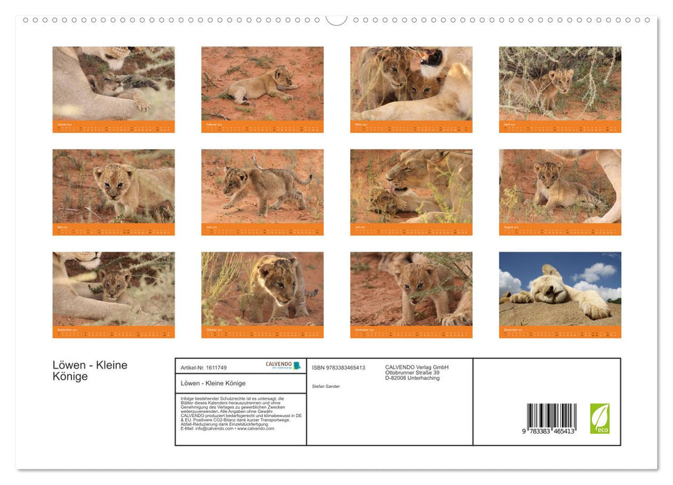 Lions - Little Kings (CALVENDO Premium Wall Calendar 2024) 