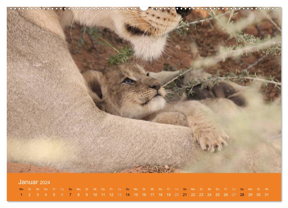 Lions - Little Kings (CALVENDO Premium Wall Calendar 2024) 