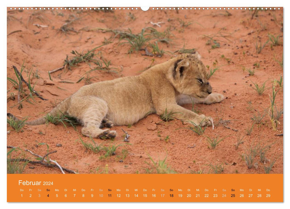 Lions - Petits Rois (Calvendo Premium Wall Calendar 2024) 