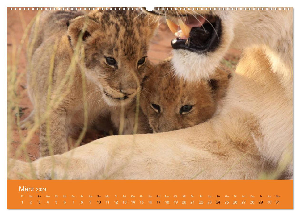 Lions - Petits Rois (Calvendo Premium Wall Calendar 2024) 