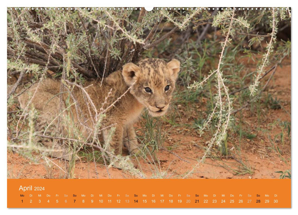 Lions - Petits Rois (Calvendo Premium Wall Calendar 2024) 