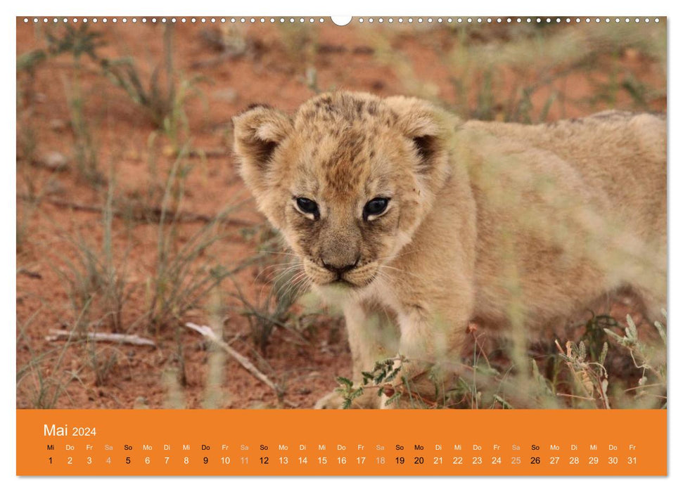 Lions - Little Kings (CALVENDO Premium Wall Calendar 2024) 