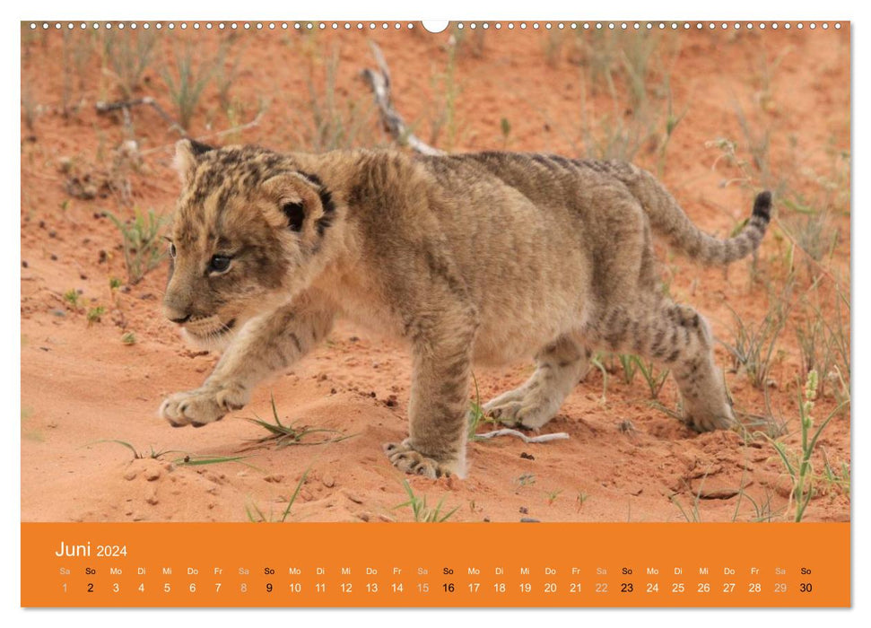 Lions - Little Kings (CALVENDO Premium Wall Calendar 2024) 