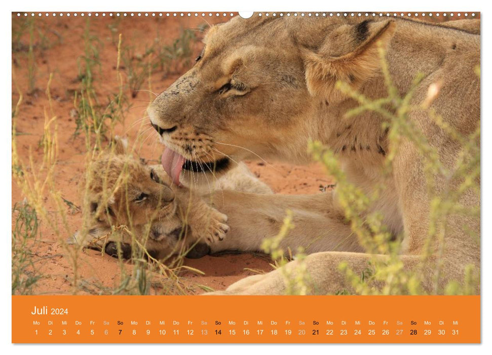 Löwen - Kleine Könige (CALVENDO Premium Wandkalender 2024)