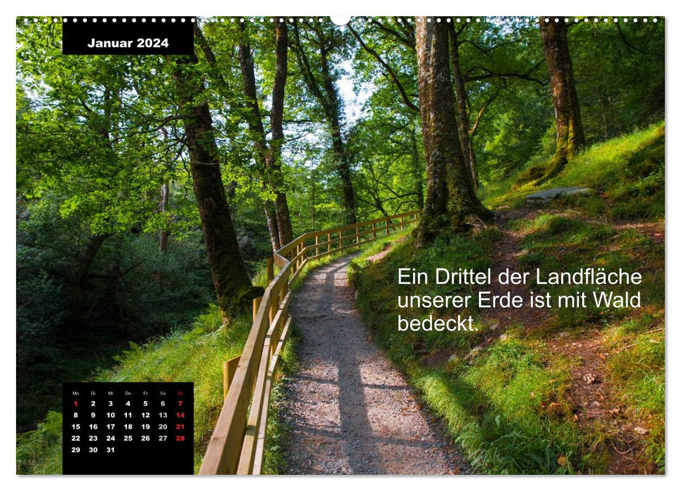Schlaumeier-Kalender - Thema: Wald (CALVENDO Premium Wandkalender 2024)