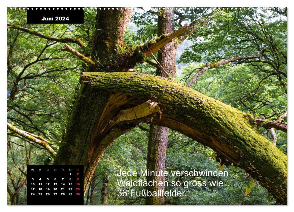 Calendrier malin - thème : Forêt (CALVENDO Premium Wall Calendar 2024) 