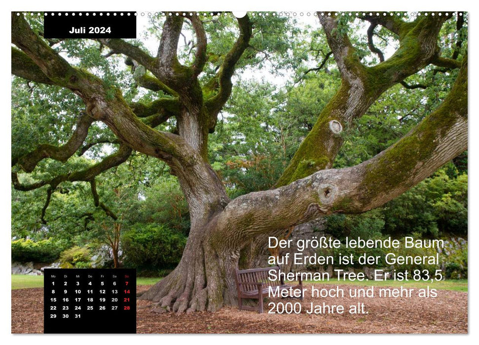 Calendrier malin - thème : Forêt (CALVENDO Premium Wall Calendar 2024) 