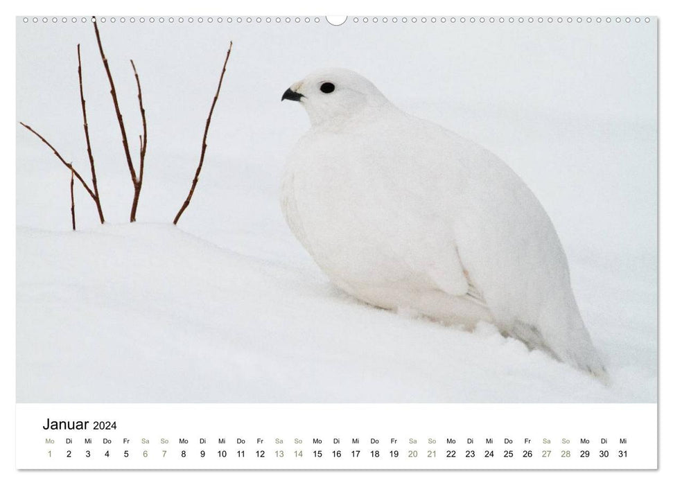 Insight Nature: Finland Naturally (CALVENDO Wall Calendar 2024) 