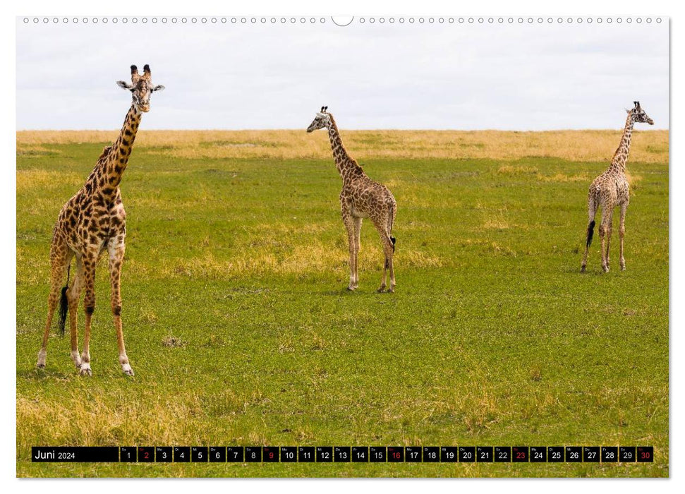Masai Mara 2024 (CALVENDO Wandkalender 2024)
