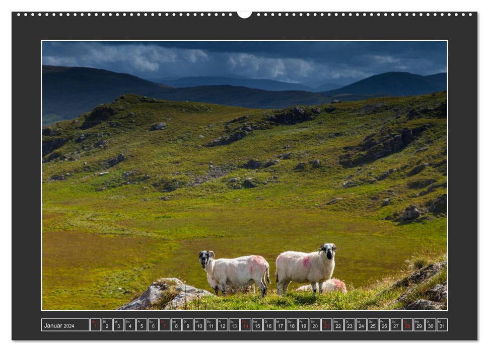 IRELAND - Island of the Happy Sheep (CALVENDO Premium Wall Calendar 2024) 