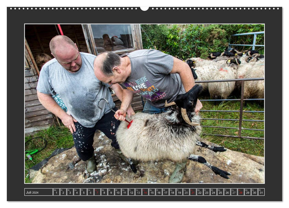 IRELAND - Island of the Happy Sheep (CALVENDO Premium Wall Calendar 2024) 