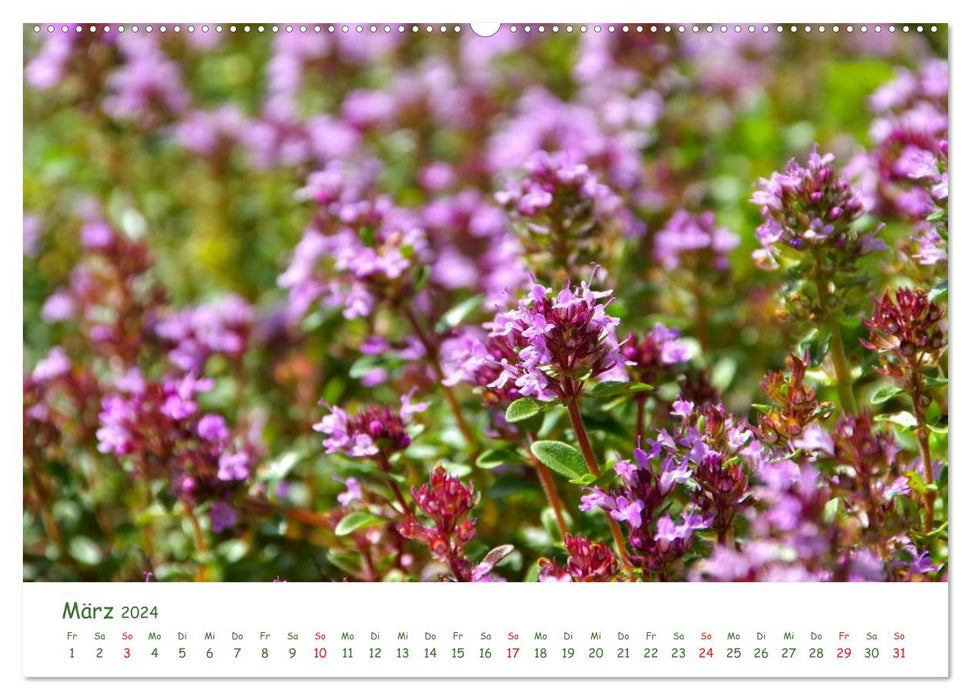 Medicinal plants (CALVENDO wall calendar 2024) 