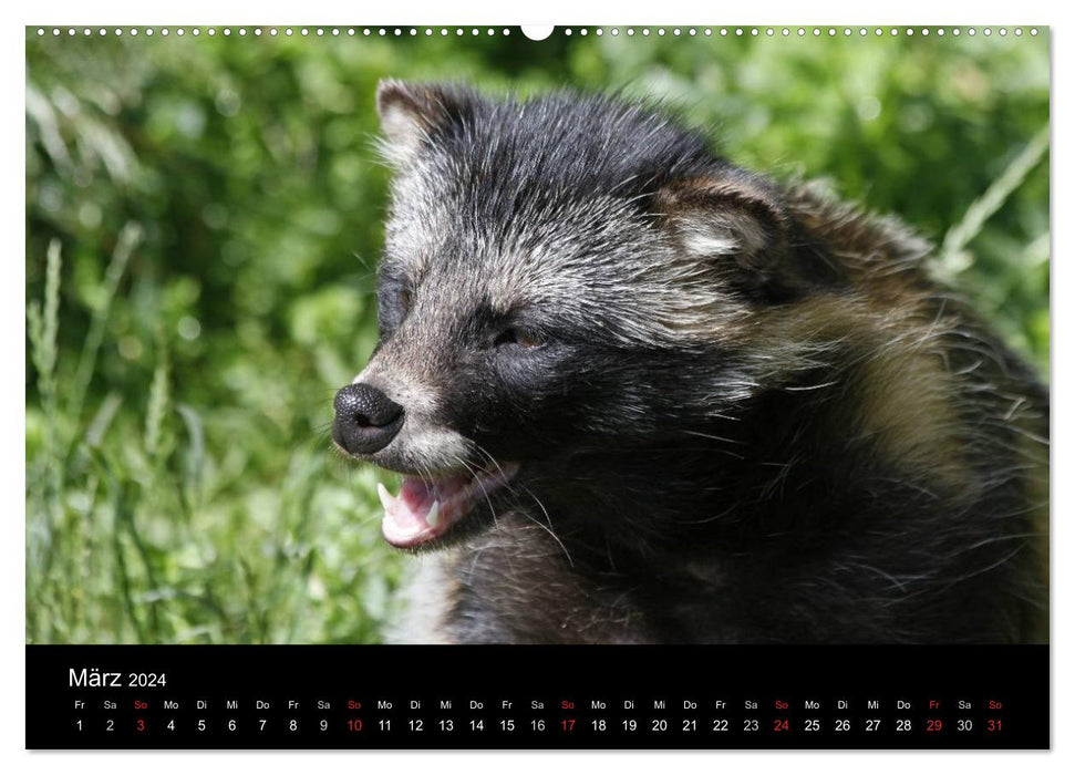 Raccoon dogs (CALVENDO wall calendar 2024) 