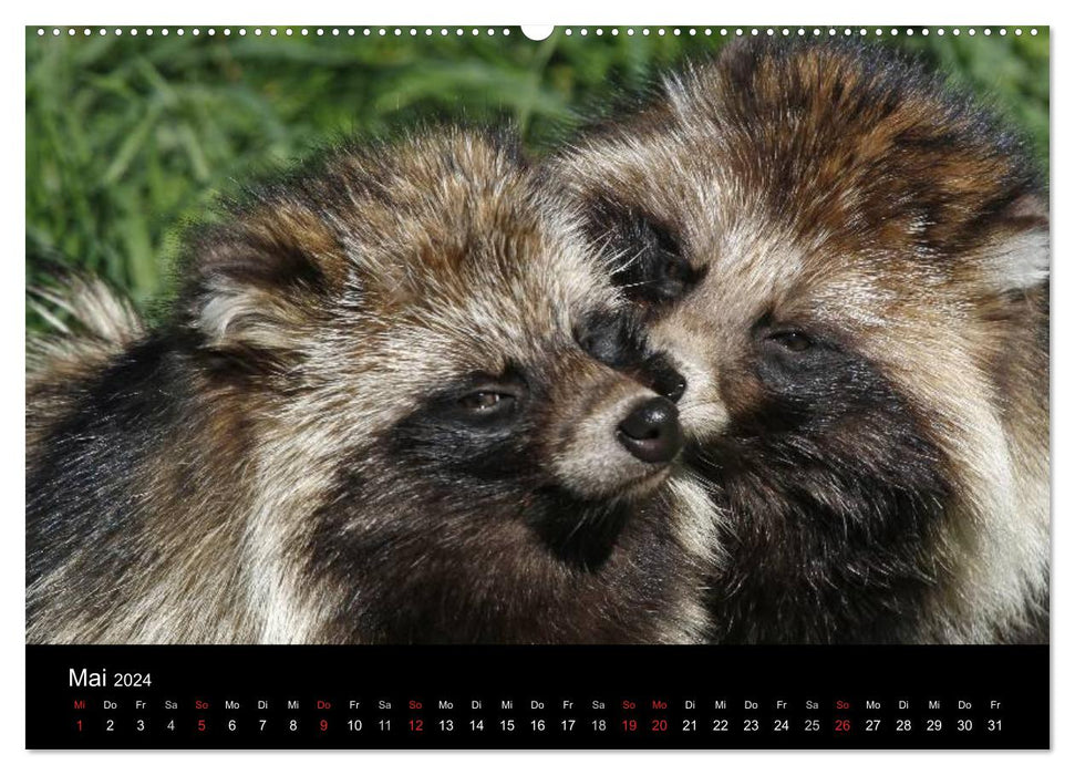 Raccoon dogs (CALVENDO wall calendar 2024) 