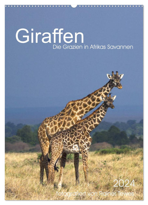 Girafes - Les grâces des savanes africaines (Calendrier mural CALVENDO 2024) 