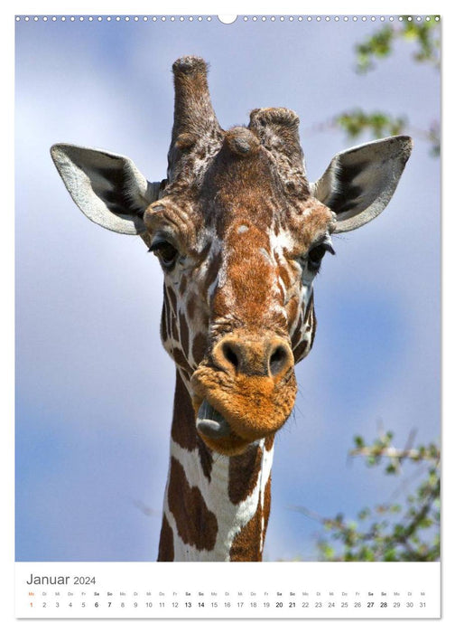 Girafes - Les grâces des savanes africaines (Calendrier mural CALVENDO 2024) 