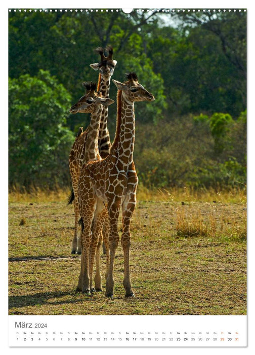 Giraffes - The graces in Africa's savannahs (CALVENDO wall calendar 2024) 