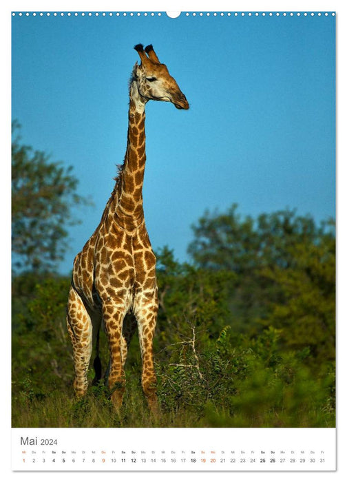 Girafes - Les grâces des savanes africaines (Calendrier mural CALVENDO 2024) 