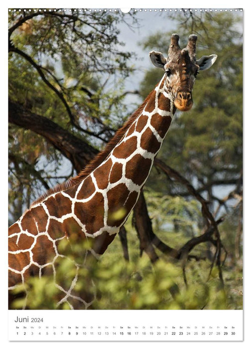 Girafes - Les grâces des savanes africaines (Calendrier mural CALVENDO 2024) 