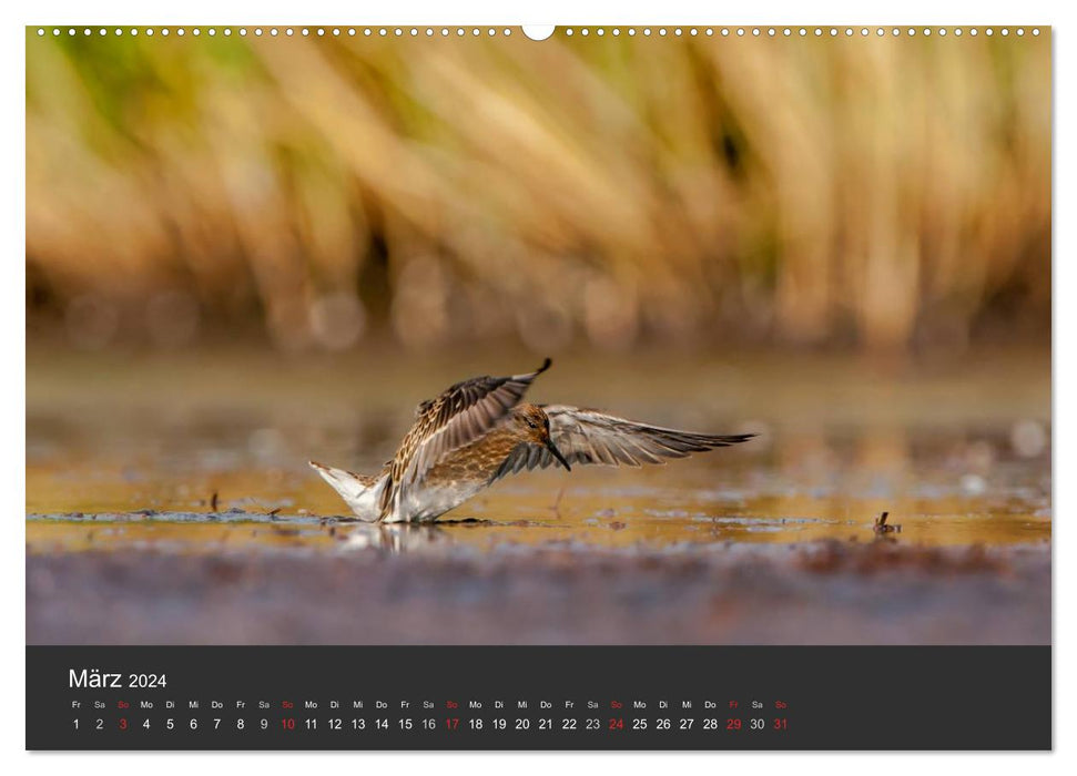 Birds in Northern Europe (CALVENDO wall calendar 2024) 