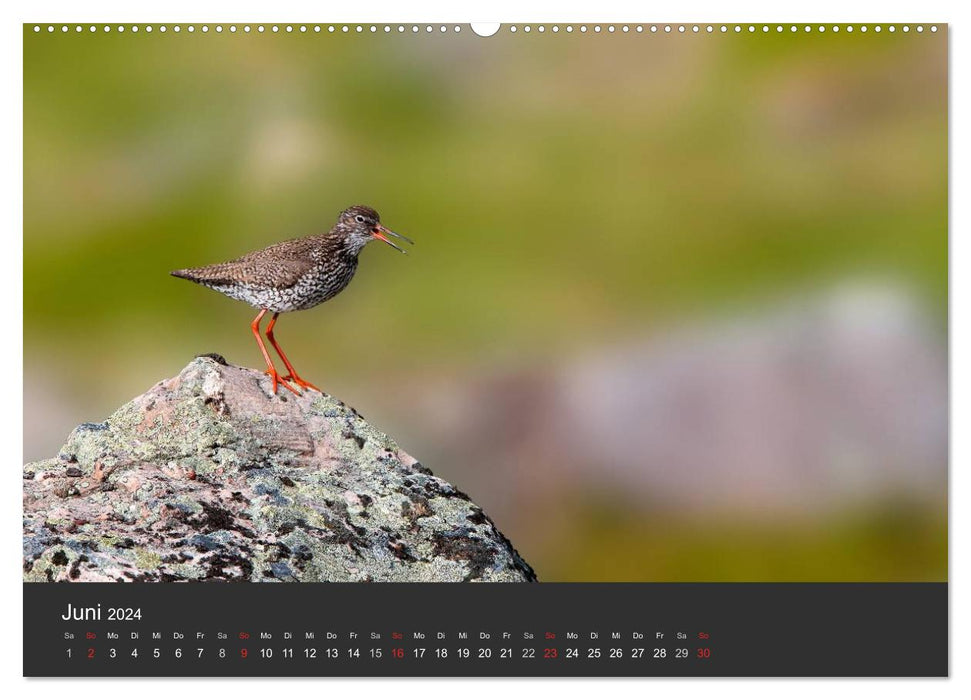 Birds in Northern Europe (CALVENDO wall calendar 2024) 