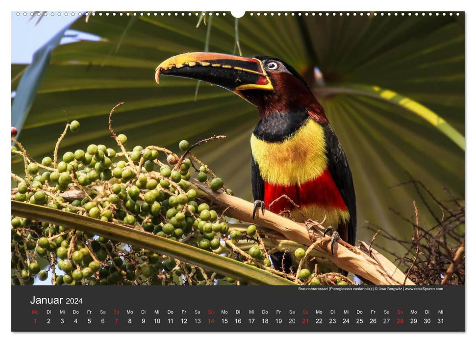 Wildlife Pantanal 2024 (CALVENDO Premium Wall Calendar 2024) 