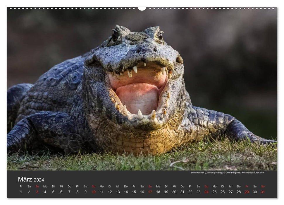 Wildlife Pantanal 2024 (CALVENDO Premium Wall Calendar 2024) 