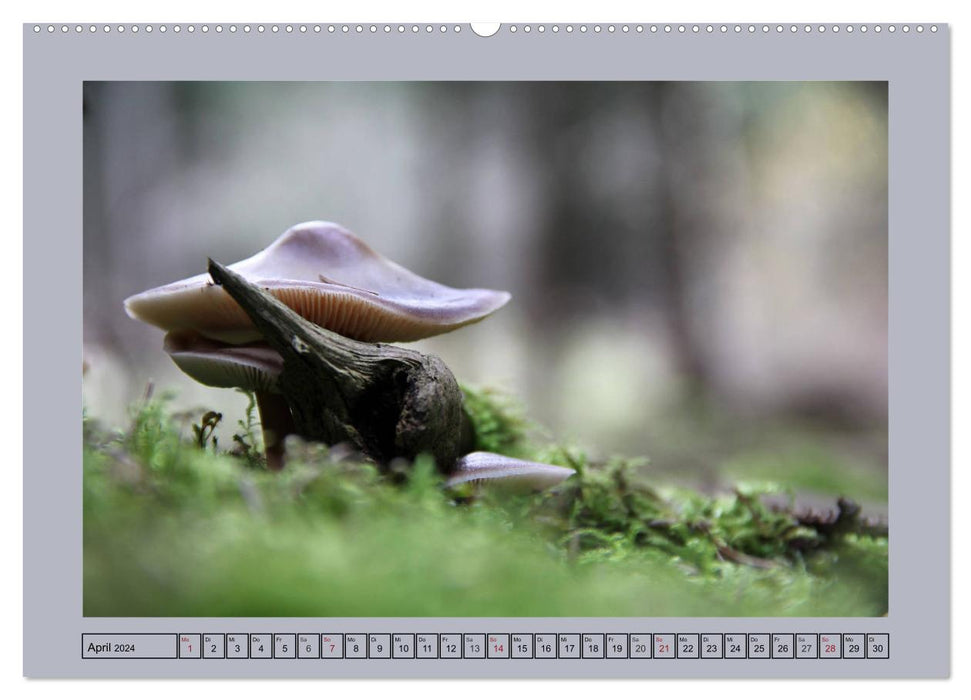 The mushroom in the fairytale forest (CALVENDO wall calendar 2024) 