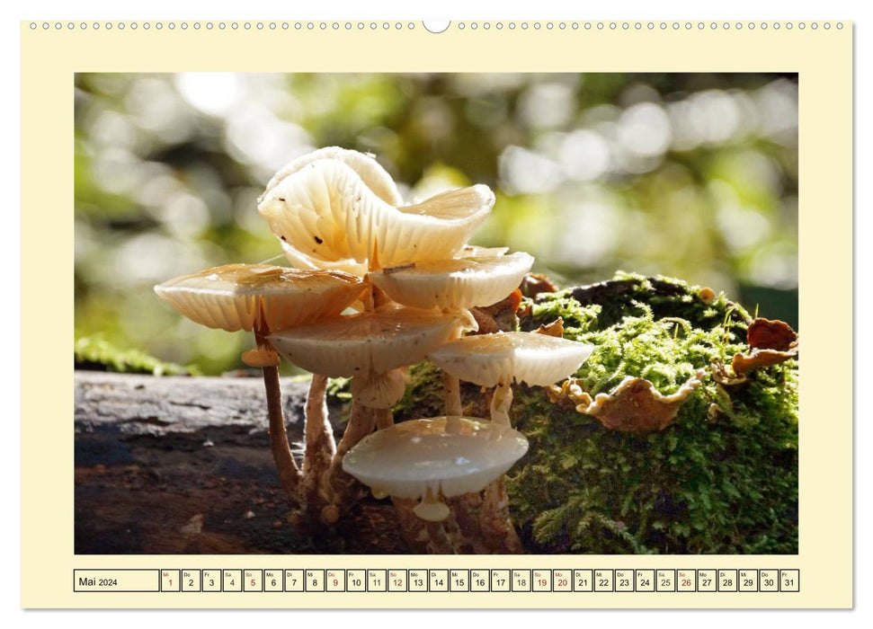The mushroom in the fairytale forest (CALVENDO wall calendar 2024) 