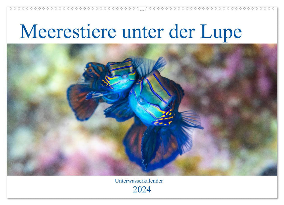 Meerestiere unter der Lupe - Unterwasserkalender (CALVENDO Wandkalender 2024)