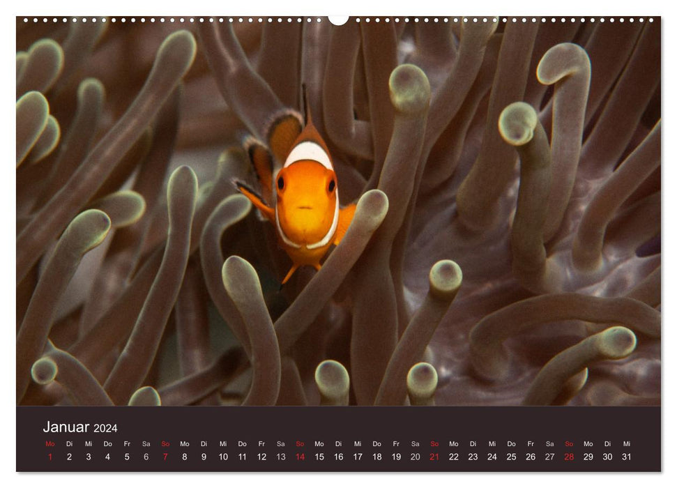 Sea creatures under the magnifying glass - underwater calendar (CALVENDO wall calendar 2024) 