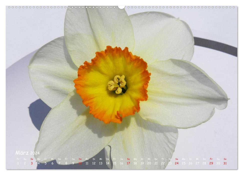 The colors of white flowers (CALVENDO Premium Wall Calendar 2024) 
