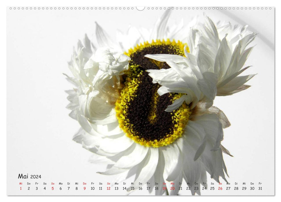 The colors of white flowers (CALVENDO Premium Wall Calendar 2024) 