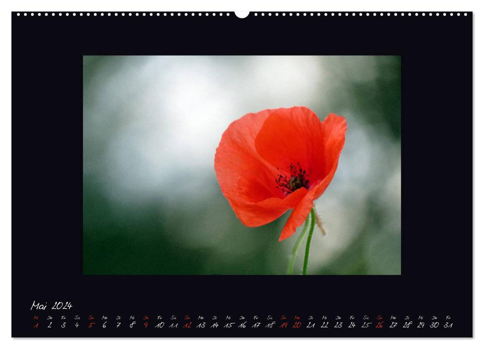 POPPY (CALVENDO Premium Wall Calendar 2024) 
