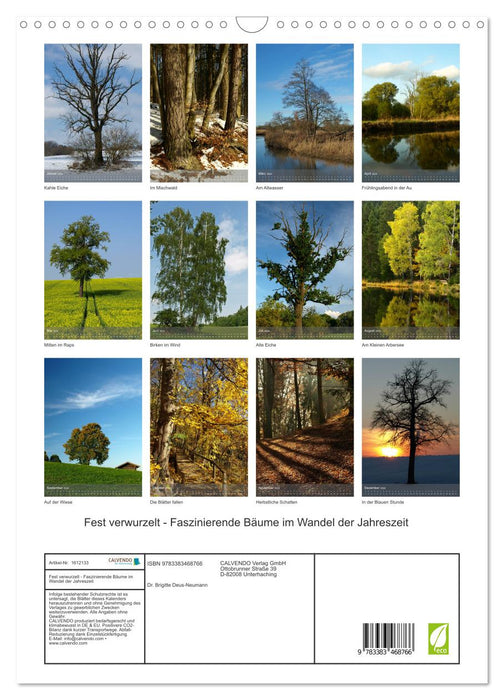 Firmly rooted - Fascinating trees as the seasons change (CALVENDO wall calendar 2024) 