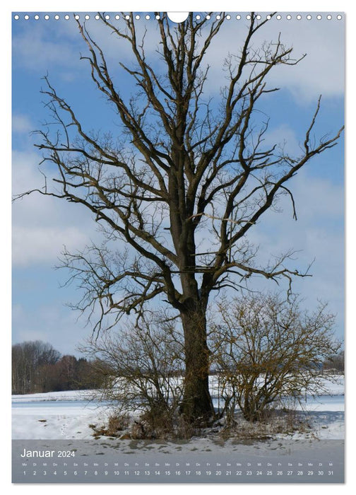 Firmly rooted - Fascinating trees as the seasons change (CALVENDO wall calendar 2024) 